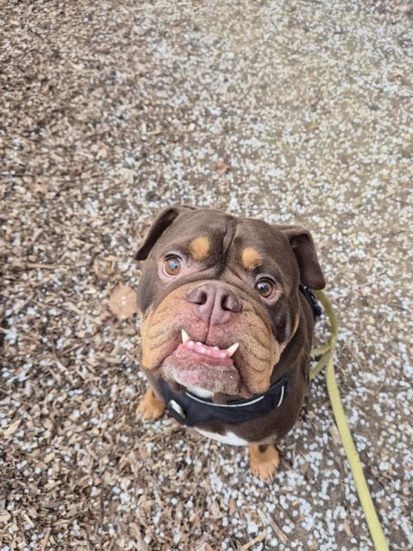Bulldog en promenade, photo du carnet de suivi