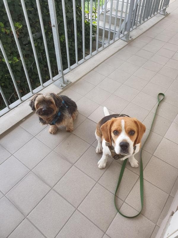 Deux chiens attendant le départ en balade