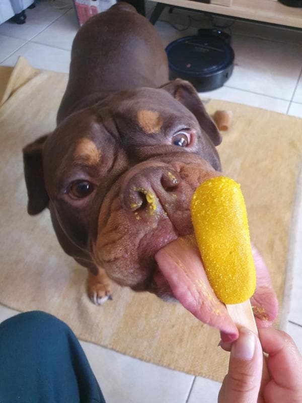 Chien dégustant une friandise glacée pendant sa garde