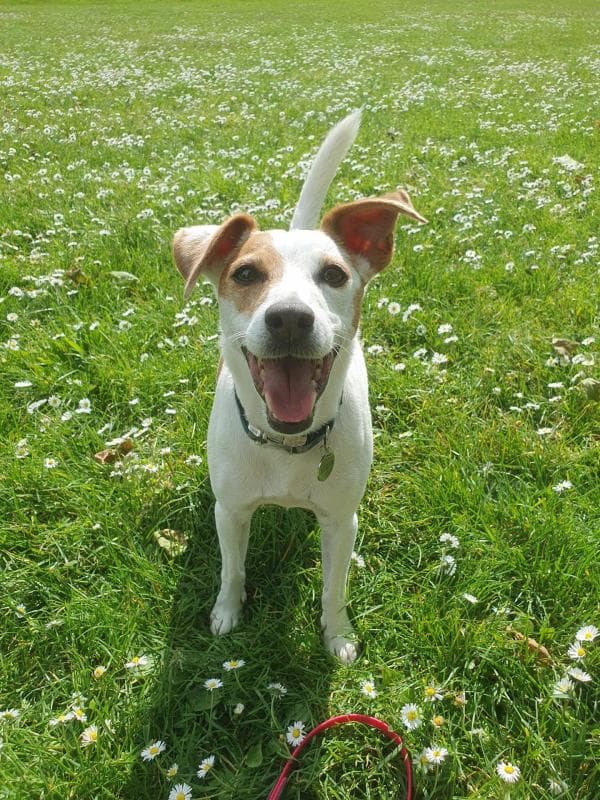 Chien joyeux assis dans une prairie fleurie pendant une balade avec Jojy&Co