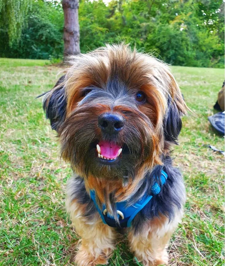 Jumpy, mon petit croisé yorkshire, en balade