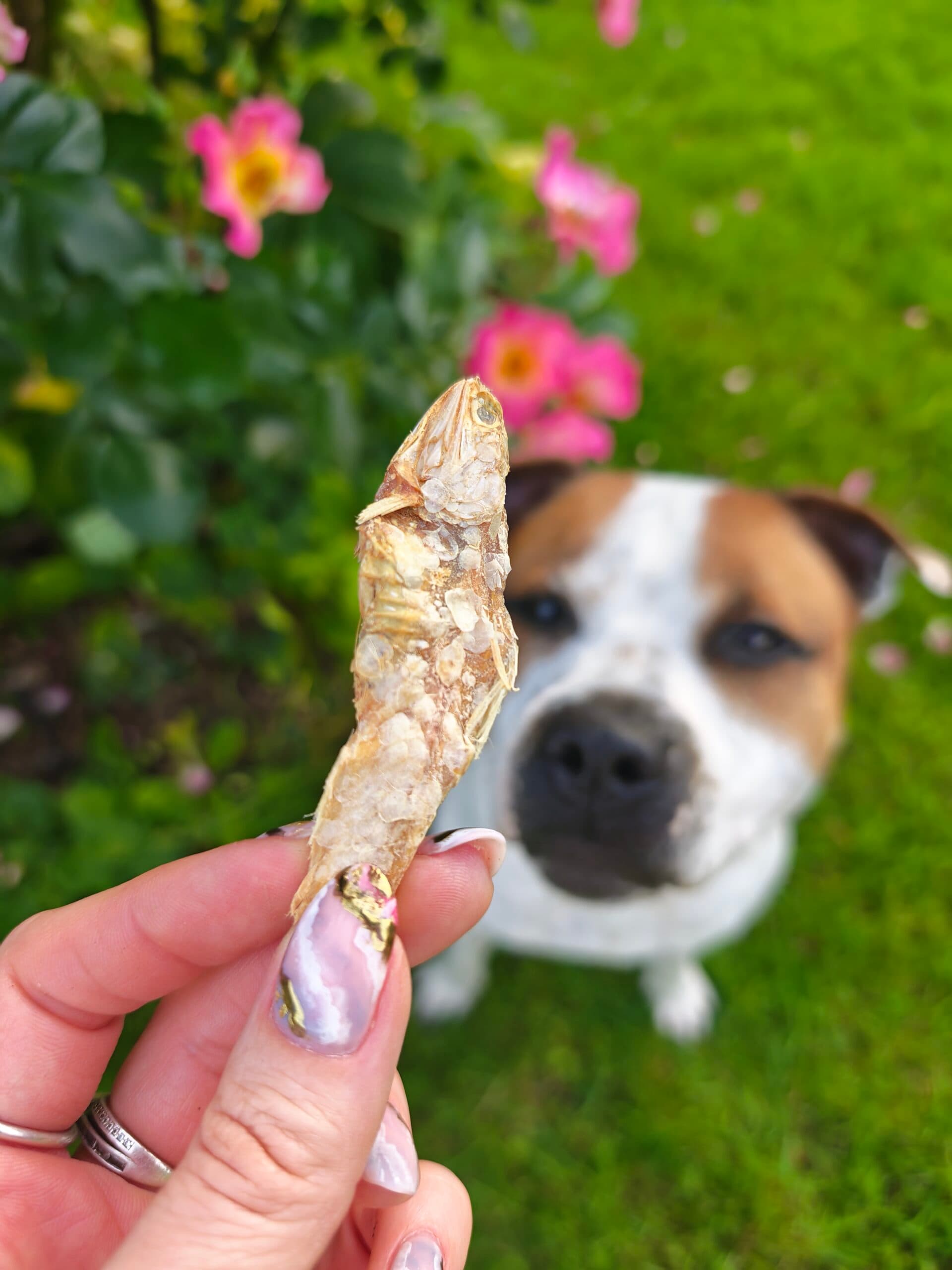 Friandises pour chien du partenaire Lm Pet's Cooking